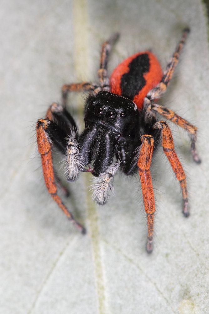 Philaeus chrysops (servizio fotografico completo)